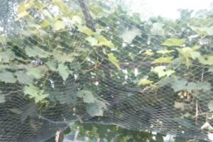 agricultural netting 02