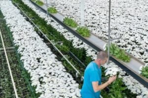 agricultural netting