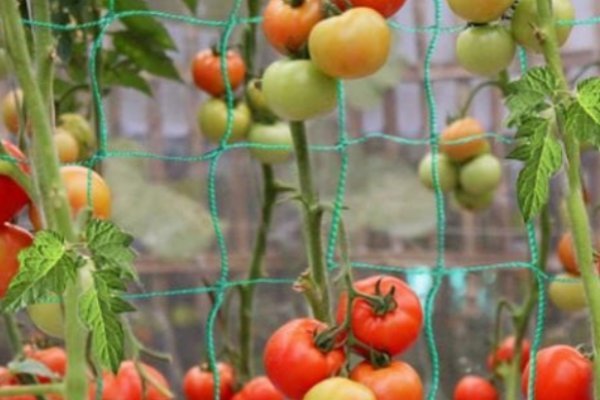 Climbing Plant Netting