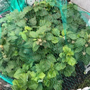 High-Strength PE Knotted Anti-Bird Safety Netting for Farms Fruit Trees