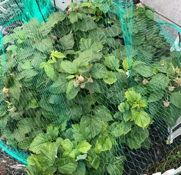 High-Strength PE Knotted Anti-Bird Safety Netting for Farms Fruit Trees