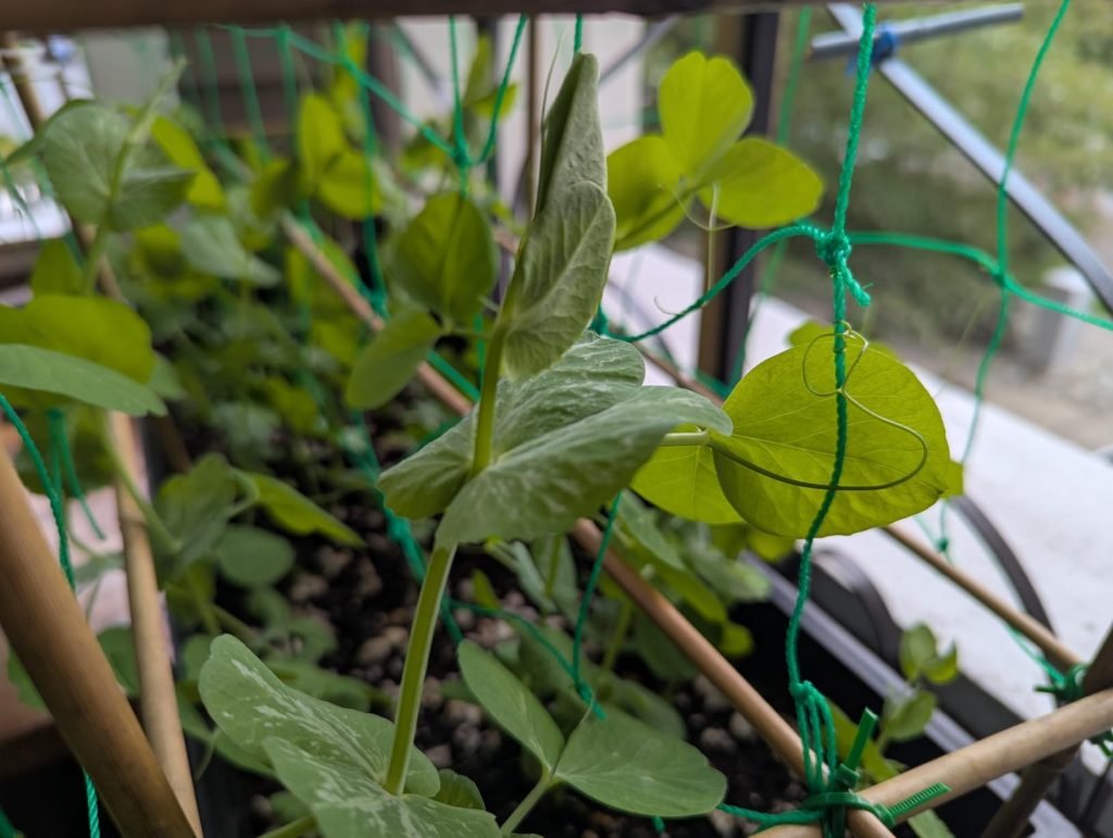 Plant Climbing Net 4