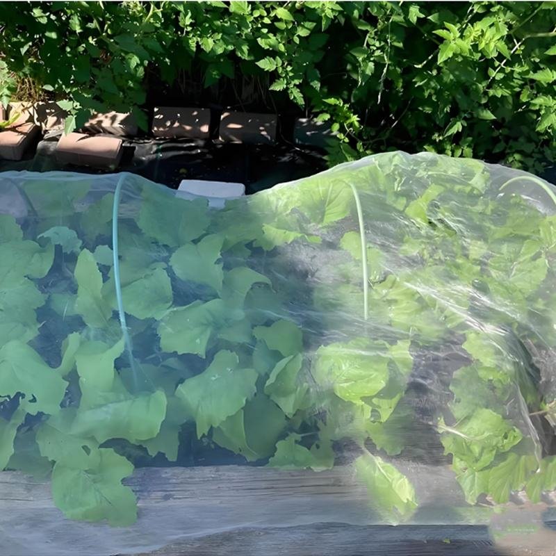 Insect Net 1