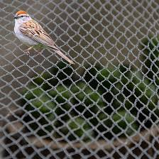 Anti sparrow net