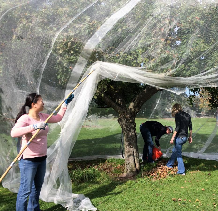 Apple Fruit Net