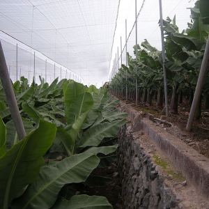 Heavy-Duty HDPE 40 Mesh Banana Tree Protection Net for Pest and Bird Exclusion