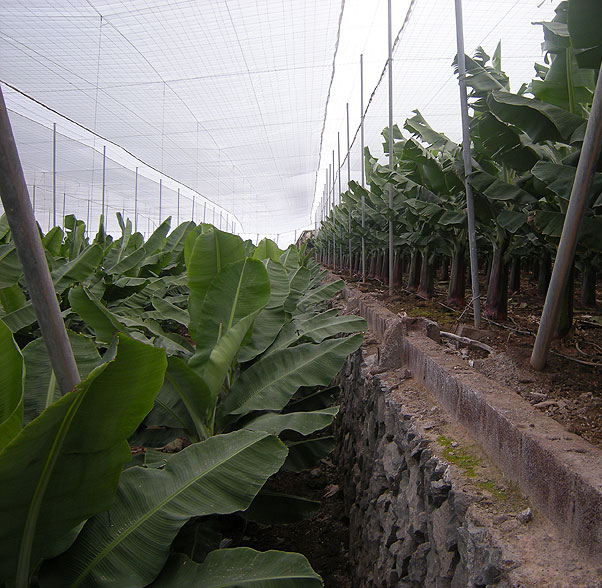 Banana Tree Net