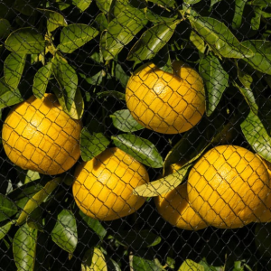 HDPE 40 Mesh Citrus Fruit Protection Net for Greenhouses