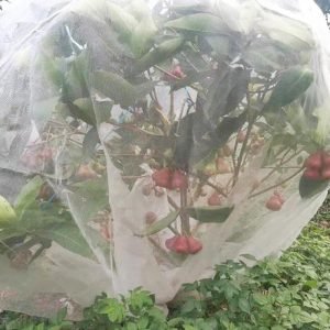 HDPE 60 Mesh Fruit Protective Net Bag Rain-Proof and Breathable to Protect Your Fruits