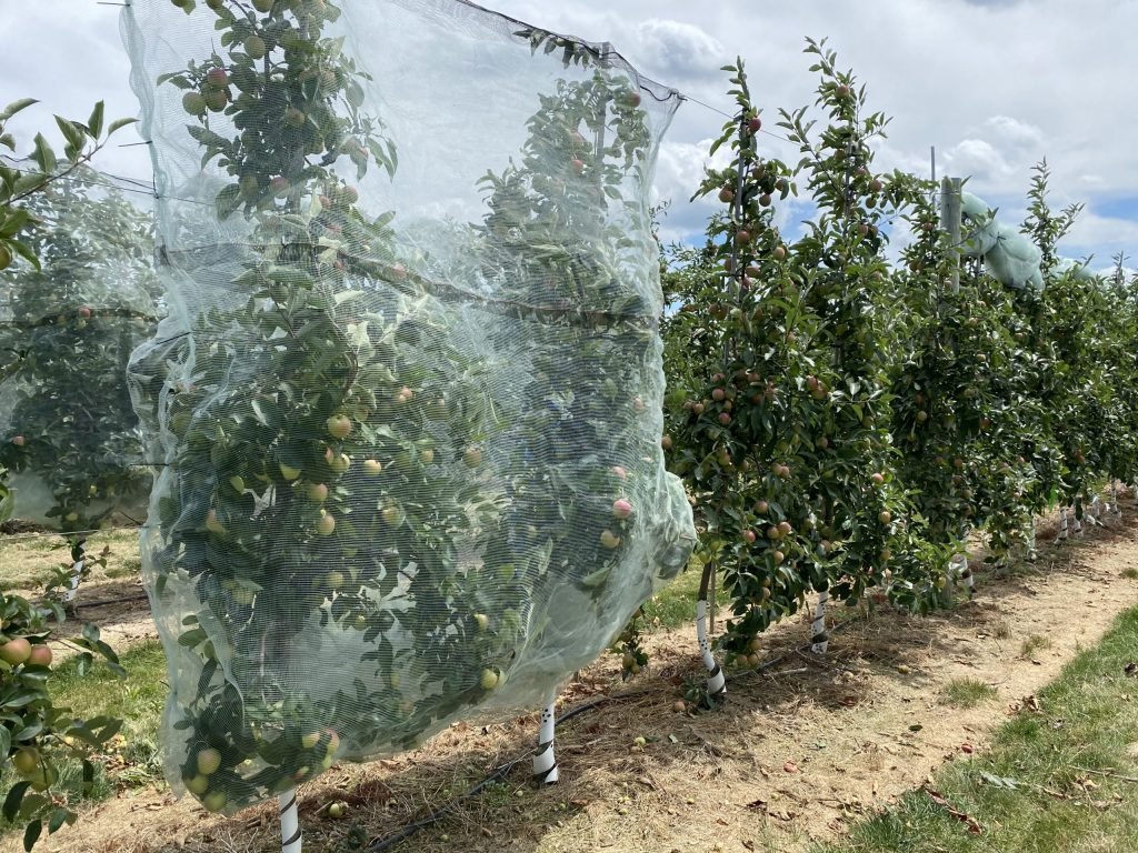 Fruit Tree Net