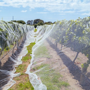 HDPE 40 Mesh Grape Vine Netting Netting Over Grape Plants