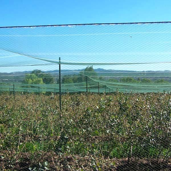 blueberry protection net