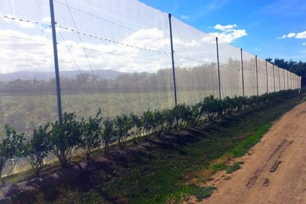 Agricultural WindBreak Net 2 edited