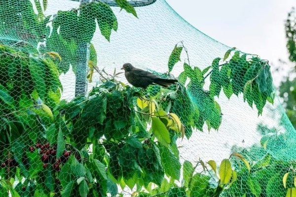 Anti Pigeon Net