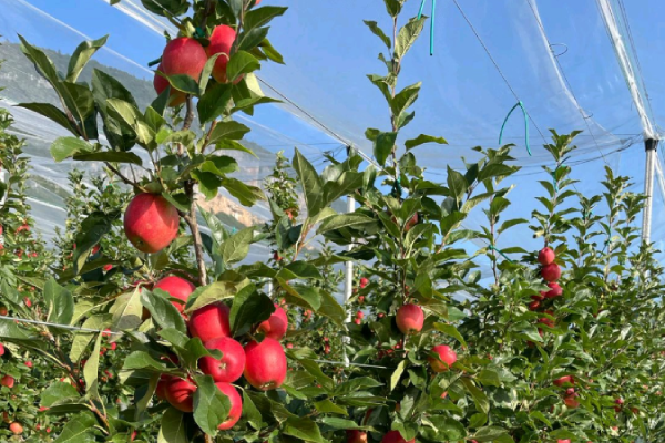 Apple Orchard Protecting Netting 02