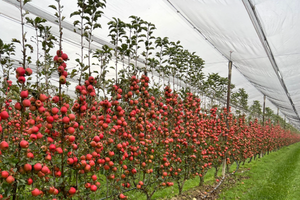 Apple Orchard Protecting Netting