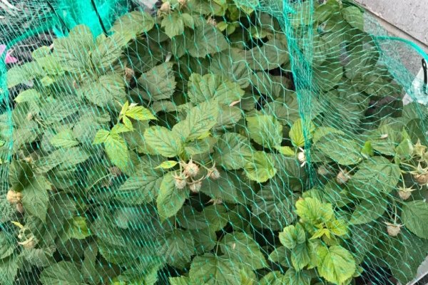 Bird Protection Netting 1
