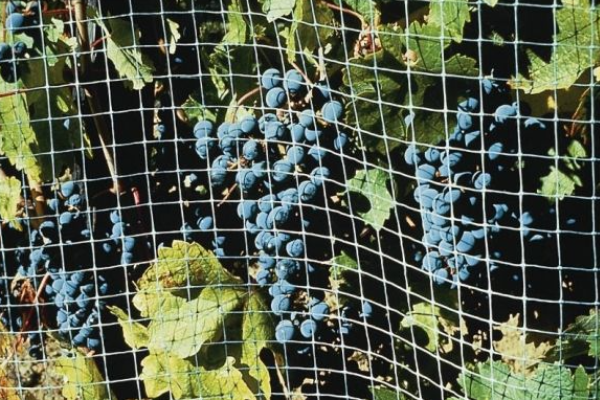 Bird Protection Netting Case Study 02