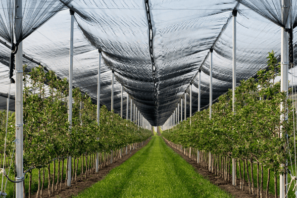 Hail Protection net 1