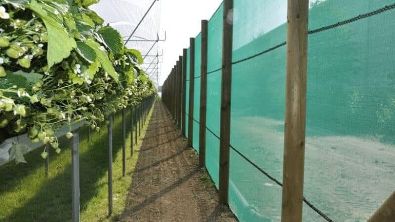 windbreak netting for vineyard edited